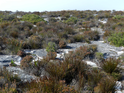 Table Mountain fynbos